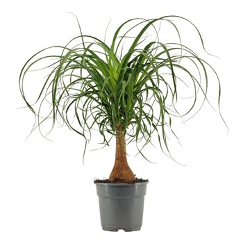 Nolina Beaucarnea recurvata straight 17 cm 1 stems plnt 50cm 17cm Q671