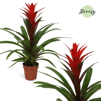 Guzmania 'Suerte Red' F00000200