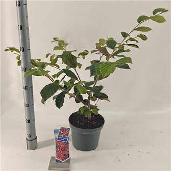 Hamamelis intermedia F00009753