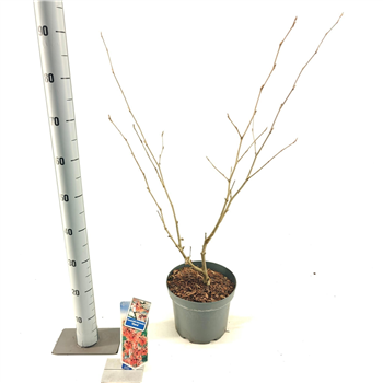 Hamamelis intermedia 'Diane' F00009746