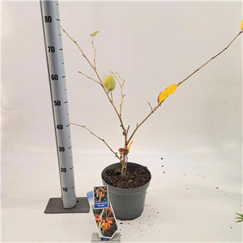 Hamamelis intermedia 'Aphrodite' F00009745