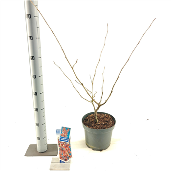 Hamamelis intermedia 'Feuerzauber' F00009747
