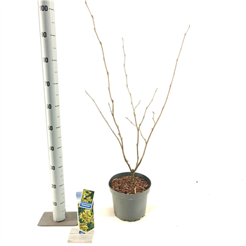 Hamamelis intermedia 'Westerstede' F00009754