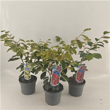 Hamamelis intermedia mix F00009751