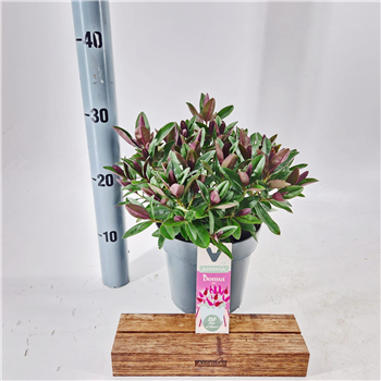 Hebe addenda 'Donna Pink' F00009757