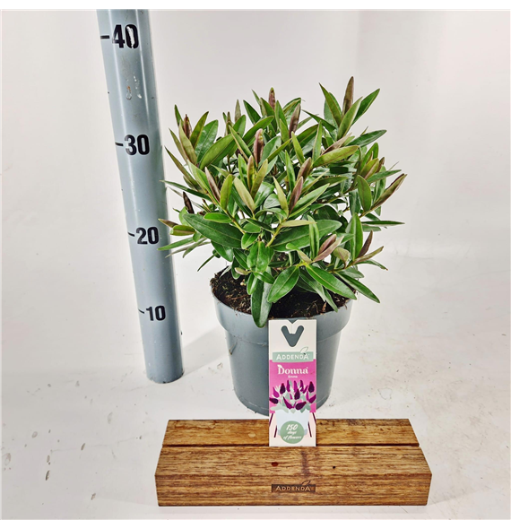 Hebe addenda 'Donna Purple' F00009758