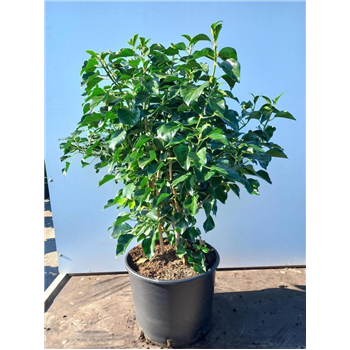 Hedera helix 'Arborescens' F00010092