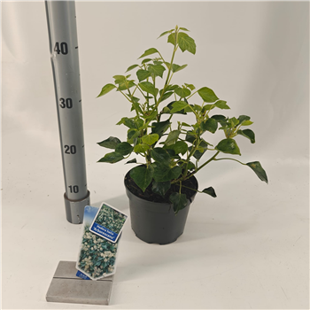 Hedera helix 'Arborescens' F00009762