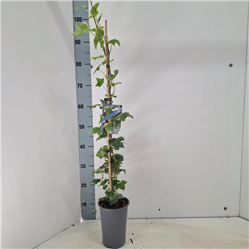 Hedera helix 'Glacier' F00009763