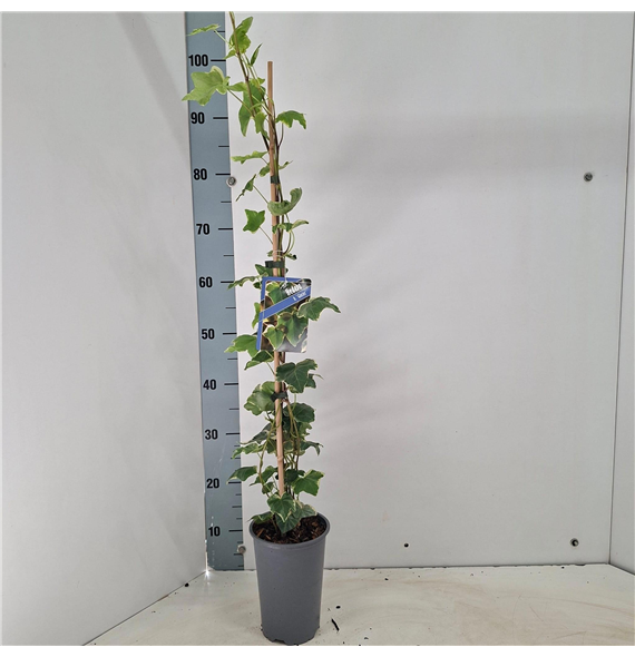Hedera helix 'Glacier' F00009763