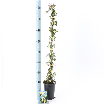 Hedera helix 'Goldheart' F00009764