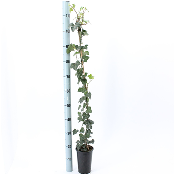 Hedera hibernica F00009765