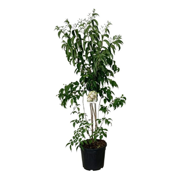 Heptacodium miconioides F00010529