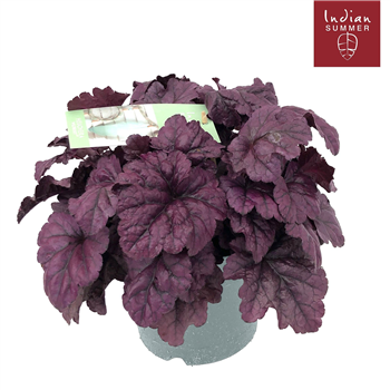 Heuchera 'Indian Summer' F00004666