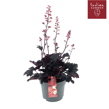 Heuchera 'Indian Summer' F00004670