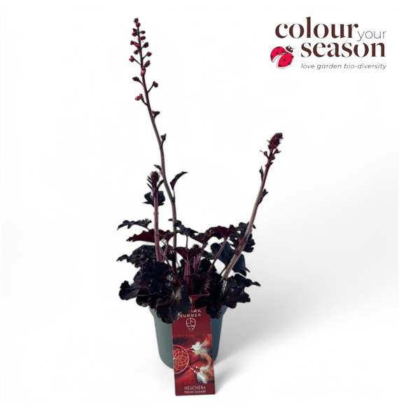 Heuchera 'Indian Summer' Blooming Black F00004662