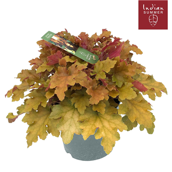 Heuchera 'Indian Summer' Orange F00004664
