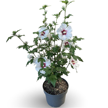 Hibiscus syriacus 'Red Heart' F00010541