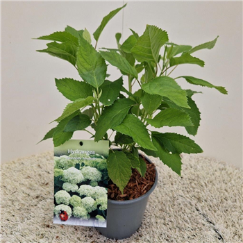 Hortenzija arborescens 'Annabelle' F00004967