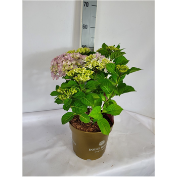Hortenzija macrophylla 'Dolly Buster' F00010667