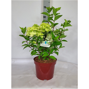 Hortenzija paniculata 'Confetti' F00010665