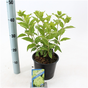 Hortenzija paniculata 'Limelight' F00009782