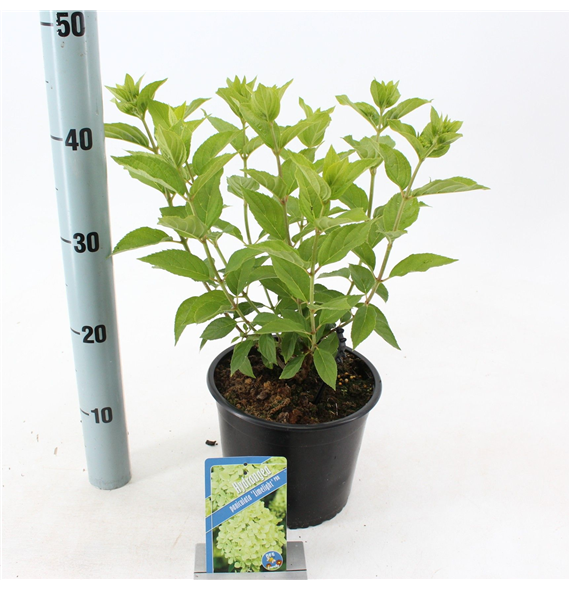 Hortenzija paniculata 'Limelight' F00009782