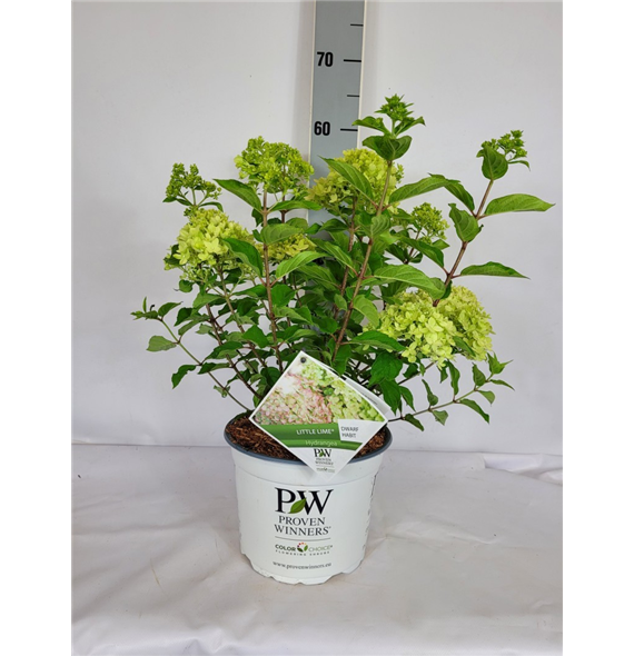 Hortenzija paniculata 'Little Lime' F00010681