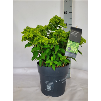 Hortenzija paniculata 'Living Little Apple' F00010673