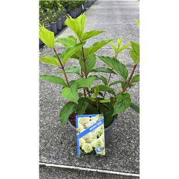 Hortenzija paniculata 'Skyfall' F00009785