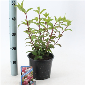 Hortenzija paniculata 'Vanille-Frais' F00009786