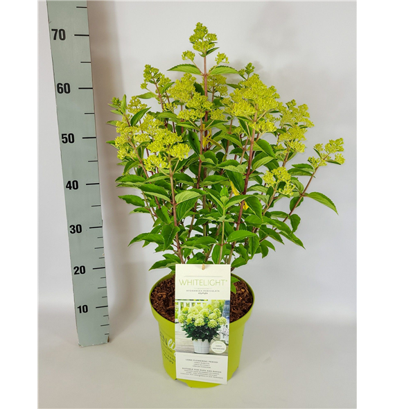 Hortenzija paniculata 'Whitelight' F00010662