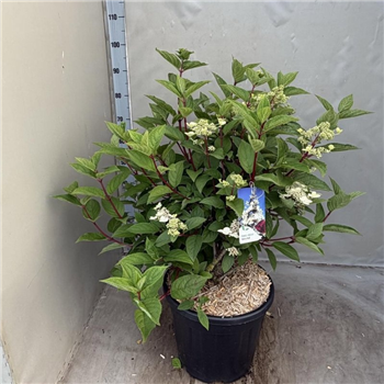 Hortenzija paniculata 'Wims Red' F00010568