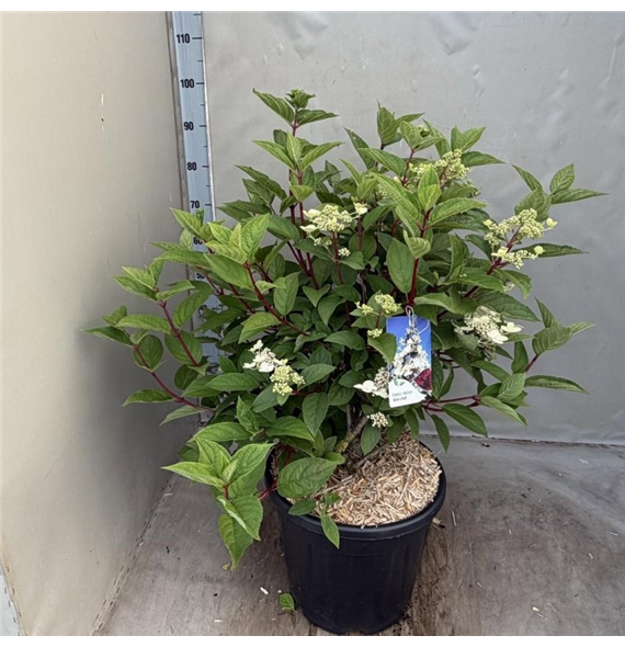 Hortenzija paniculata 'Wims Red' F00010568