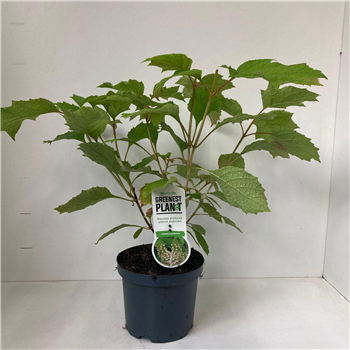 Hortenzija quercifolia F00009790
