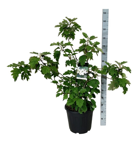 Hortenzija quercifolia 'Alice' F00009858