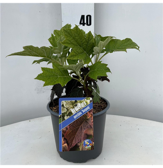 Hortenzija quercifolia 'Burgundy' F00009789