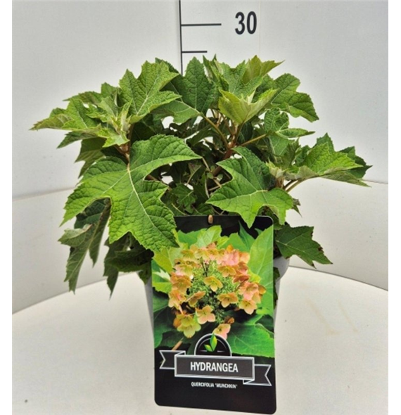 Hortenzija quercifolia 'Munchkin' F00010579