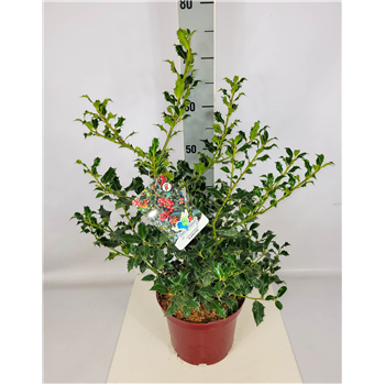 Ilex aquifolium 'Alaska' F00010676