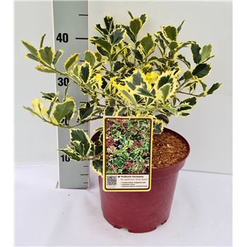Ilex aquifolium 'Silver Queen' F00010678