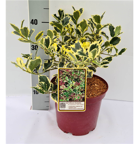Ilex aquifolium 'Silver Queen' F00010678