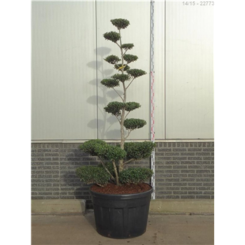 Ilex crenata 'Blondie' F00009855