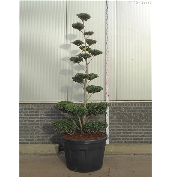Ilex crenata 'Blondie' F00009855