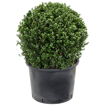Ilex crenata 'Dark Green' 5ILCDBU15