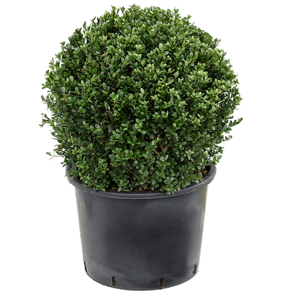 Ilex crenata 'Dark Green' 5ILCDBU15