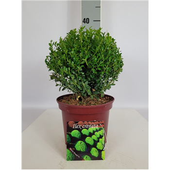 Ilex crenata 'Glorie Dwarf' F00010685