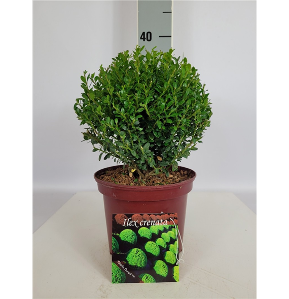 Ilex crenata 'Glorie Dwarf' F00010685