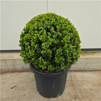 Ilex crenata 'Maxima' F00009082