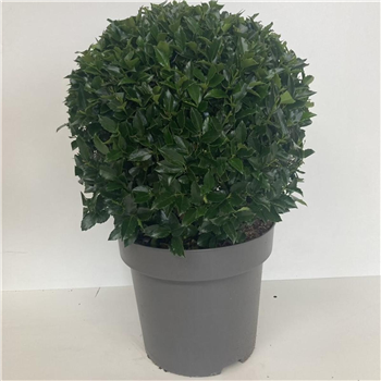 Ilex meserveae 'Blue Maid' F00010538