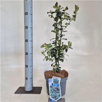Ilex meserveae 'Blue Maid' F00009792
